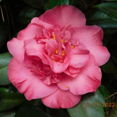 Aurelia Herbert